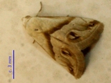 Eublemma cochylioides